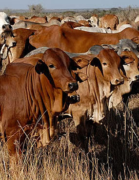 Waso Livestock cattle