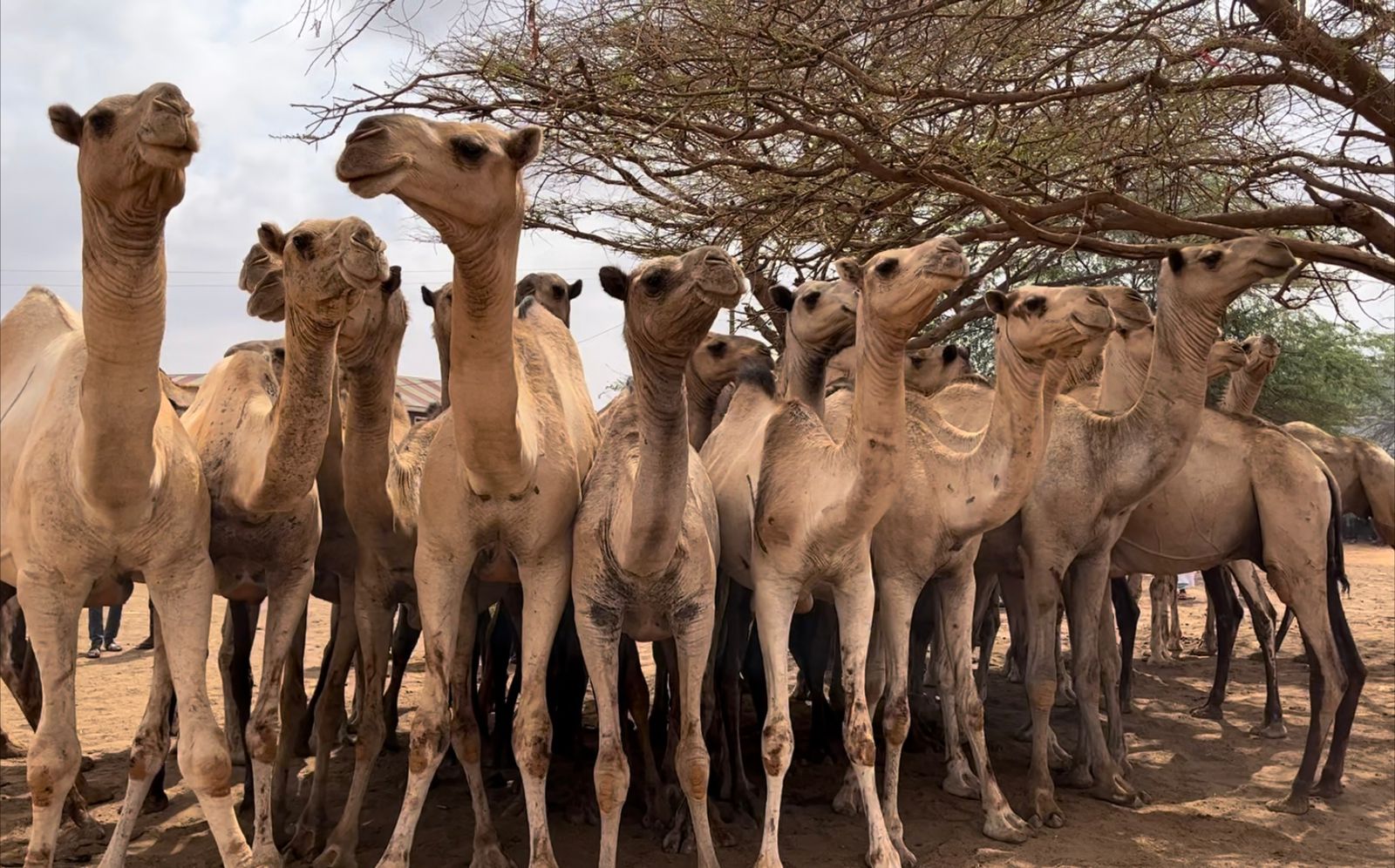Waso Livestock cattle